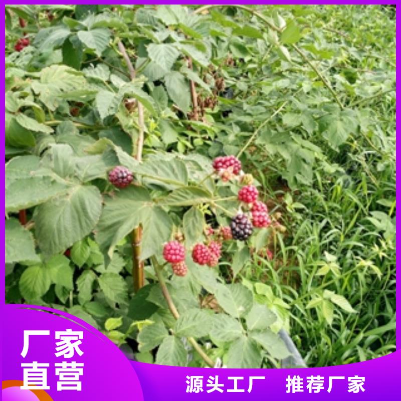 核桃苗 樱花苗 长果桑树苗视频-核桃苗 樱花苗 长果桑树苗(正家)覆盖地域广东省汕尾市陆丰|陆河|中山|东莞|肇庆|惠州|佛山