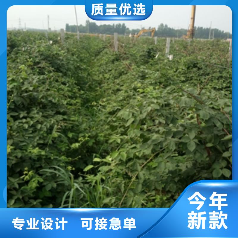 【树莓苗】占地果树打造行业品质高标准高品质