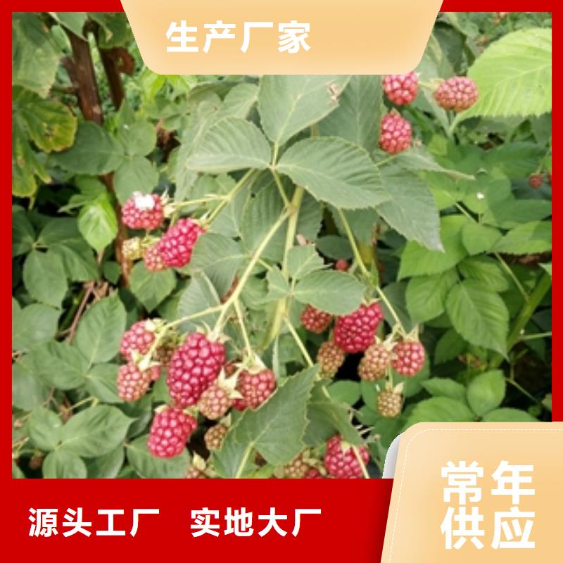 核桃苗 樱花苗 长果桑树苗视频-核桃苗 樱花苗 长果桑树苗-新疆伊犁市周边服务商-克拉玛依|乌鲁木齐
