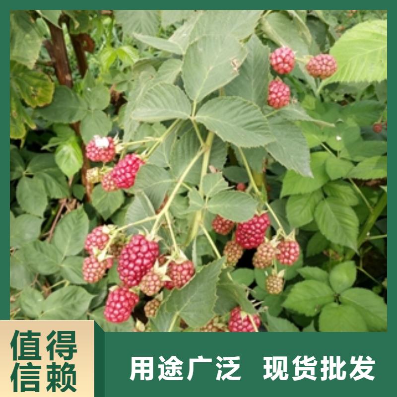 核桃苗 樱花苗 长果桑树苗视频-核桃苗 樱花苗 长果桑树苗(正家)覆盖地域广东省汕尾市陆丰|陆河|中山|东莞|肇庆|惠州|佛山