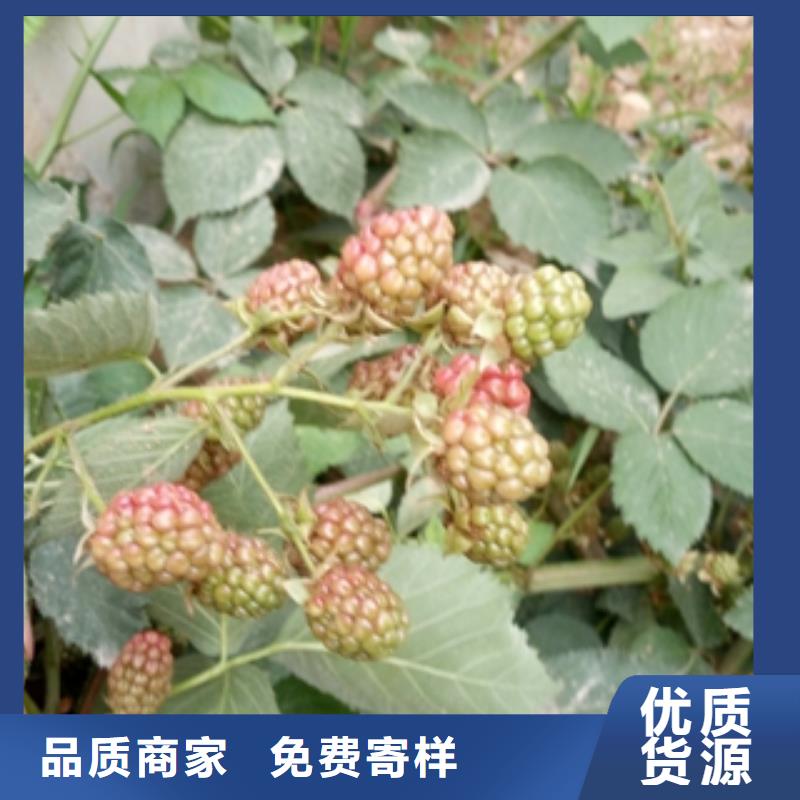 核桃苗 樱花苗 长果桑树苗视频-核桃苗 樱花苗 长果桑树苗_山东省泰安市市场覆盖宁阳|岱岳|临沂|淄博|日照|威海|济南|济宁|烟台等