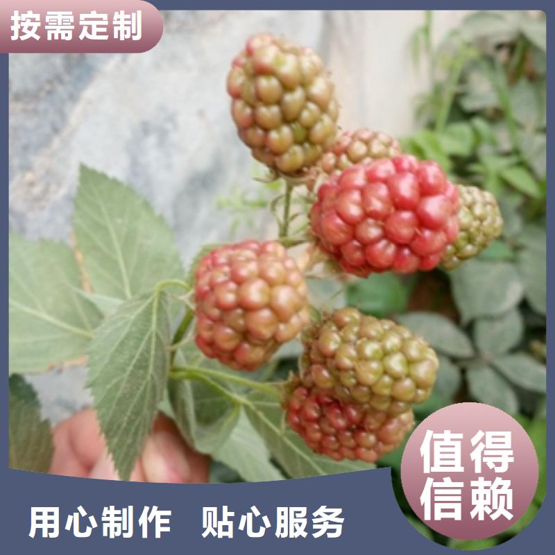核桃苗 樱花苗 长果桑树苗视频-核桃苗 樱花苗 长果桑树苗(正家)覆盖地域广东省汕尾市陆丰|陆河|中山|东莞|肇庆|惠州|佛山