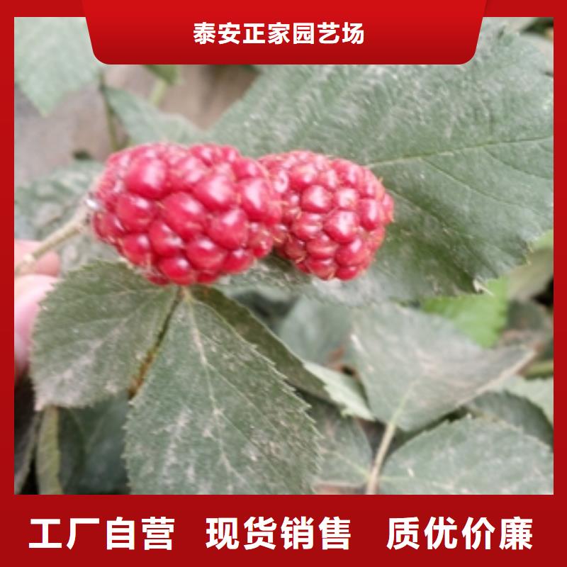 【树莓苗】占地果树打造行业品质高标准高品质