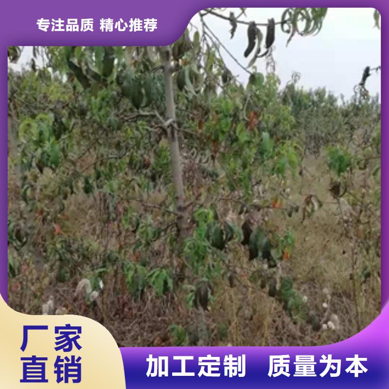 【桃樹】占地果樹廠家