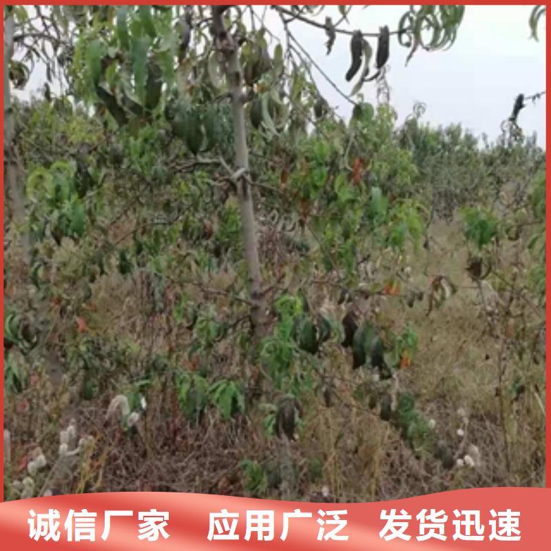 桃樹,占地果樹產(chǎn)地廠家直銷