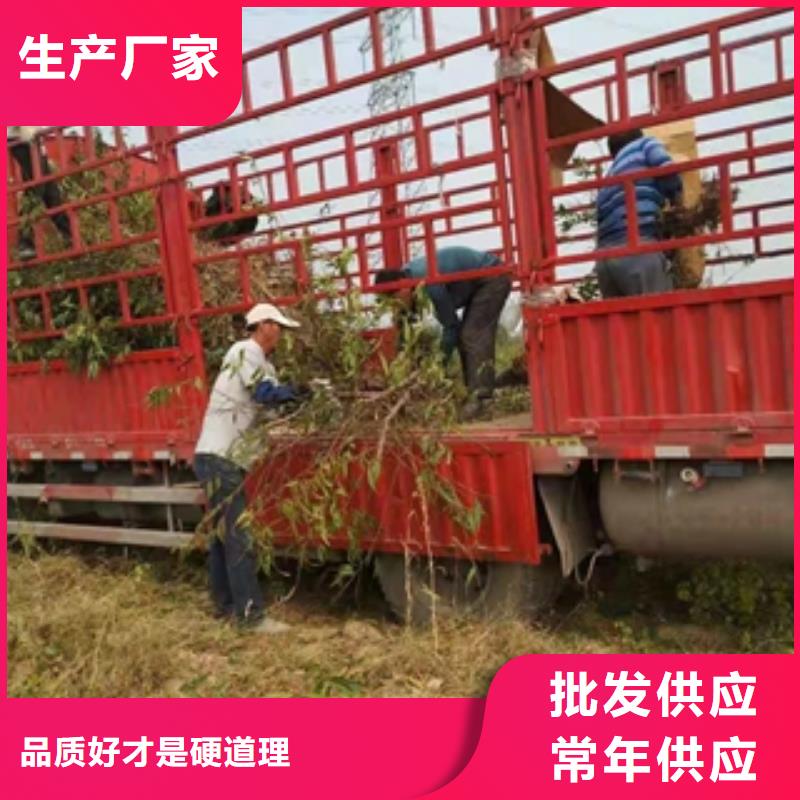 【桃樹藍莓苗源廠直銷】