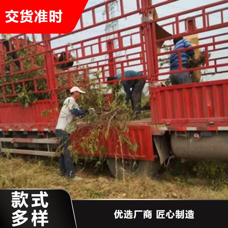 桃树绿化树绿化工程老客户钟爱