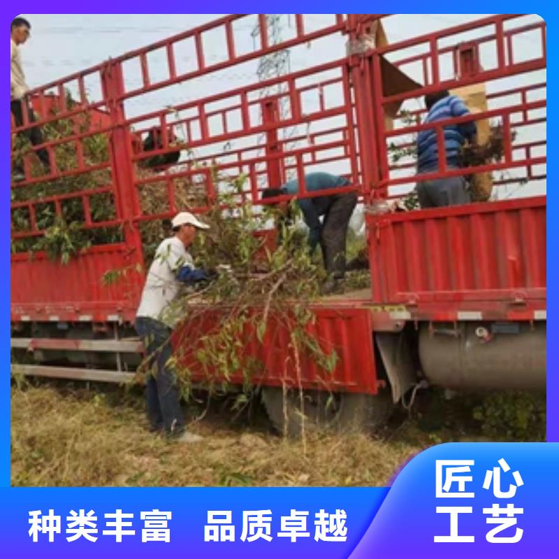 核桃苗 樱花苗 长果桑树苗视频-安徽省蚌埠市|固镇|五河|巢湖|宣城|六安|黄山|亳州|池州核桃苗 樱花苗 长果桑树苗-正家