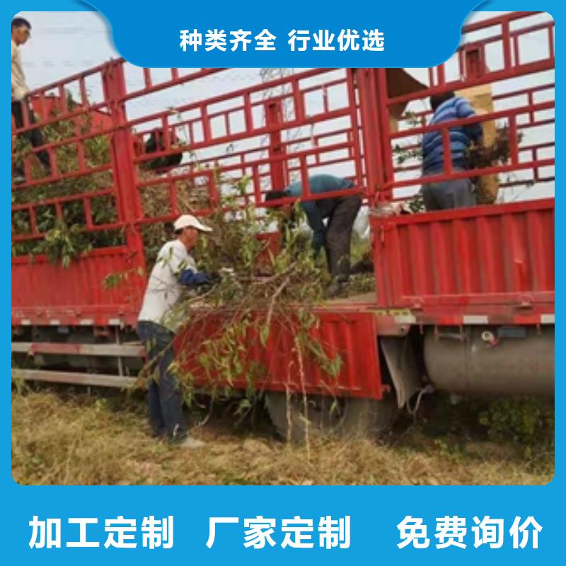 桃樹泰山景松造型景松選擇大廠家省事省心