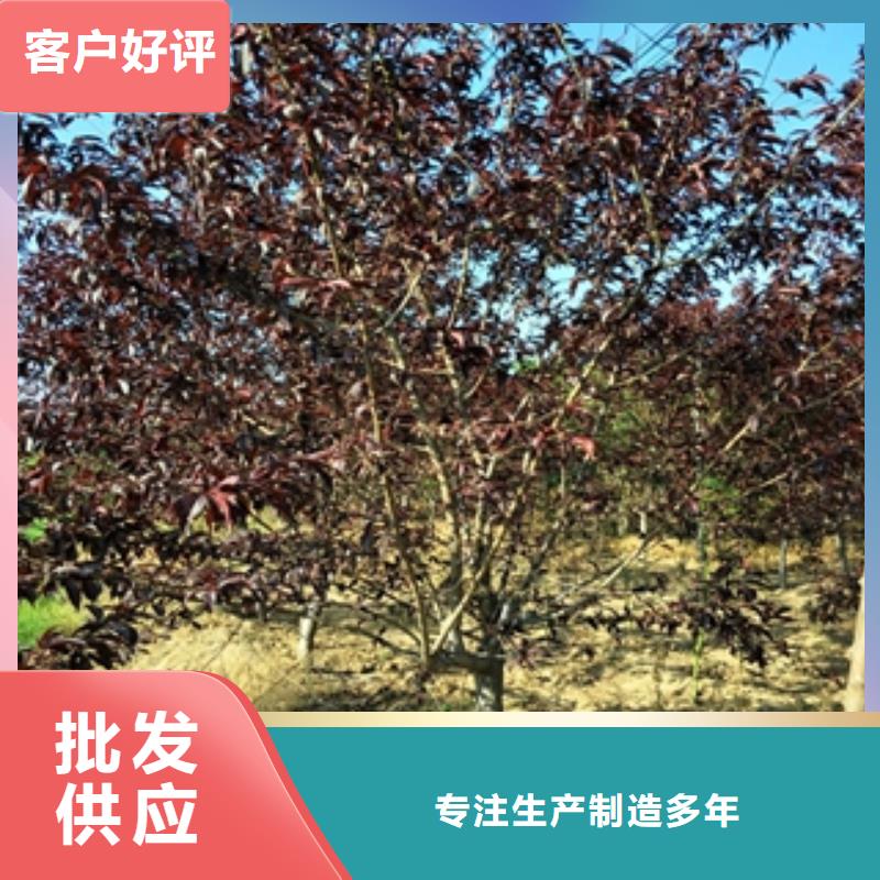 桃树绿化树绿化工程安心购