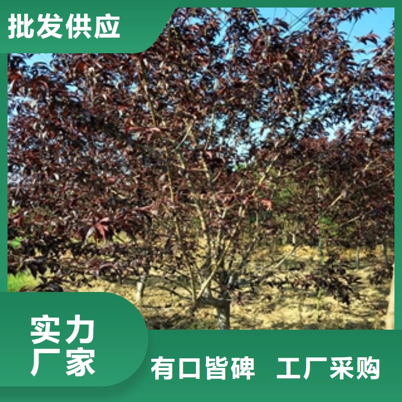 桃樹泰山景松造型景松庫存豐富