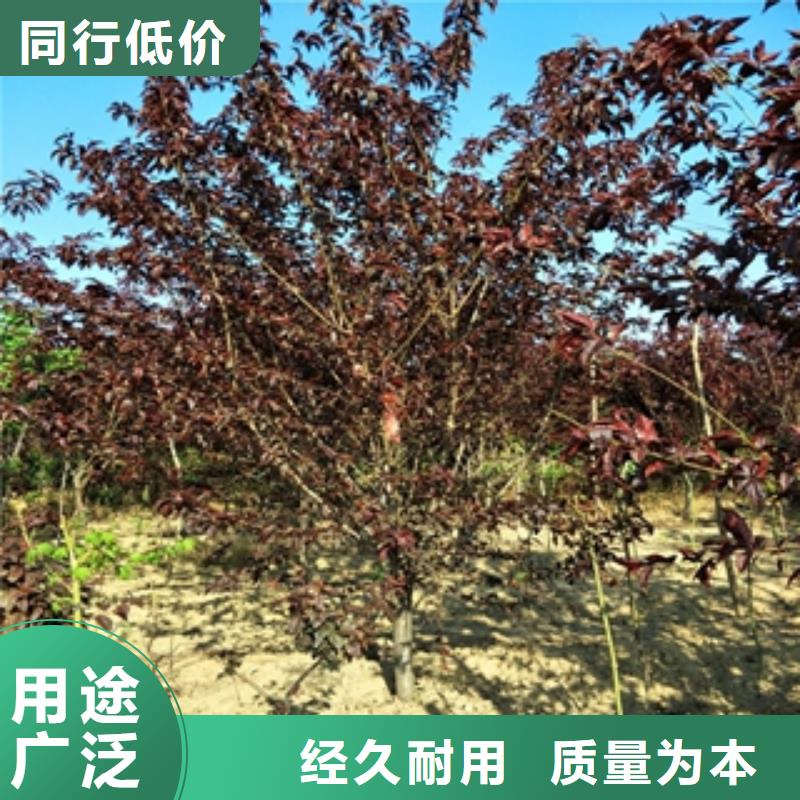 桃树钙果苗准时交付