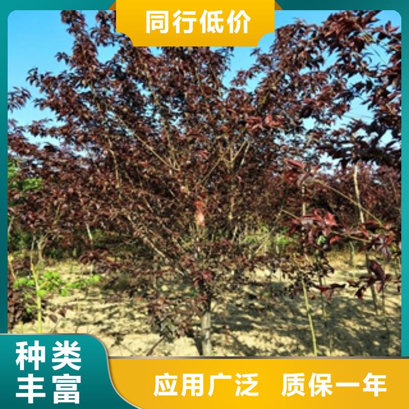 【桃樹】泰山景松造型景松對質量負責