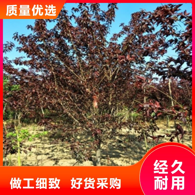 蚌山|淮上|合肥|安庆|芜湖|黄山|淮北【桃树】-钙果苗专注细节更放心-正家