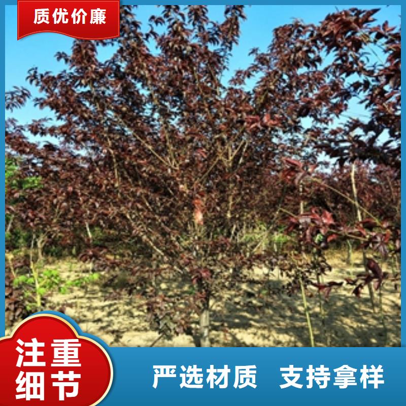 桃樹【核桃苗櫻花苗長果桑樹苗】用好材做好產(chǎn)品
