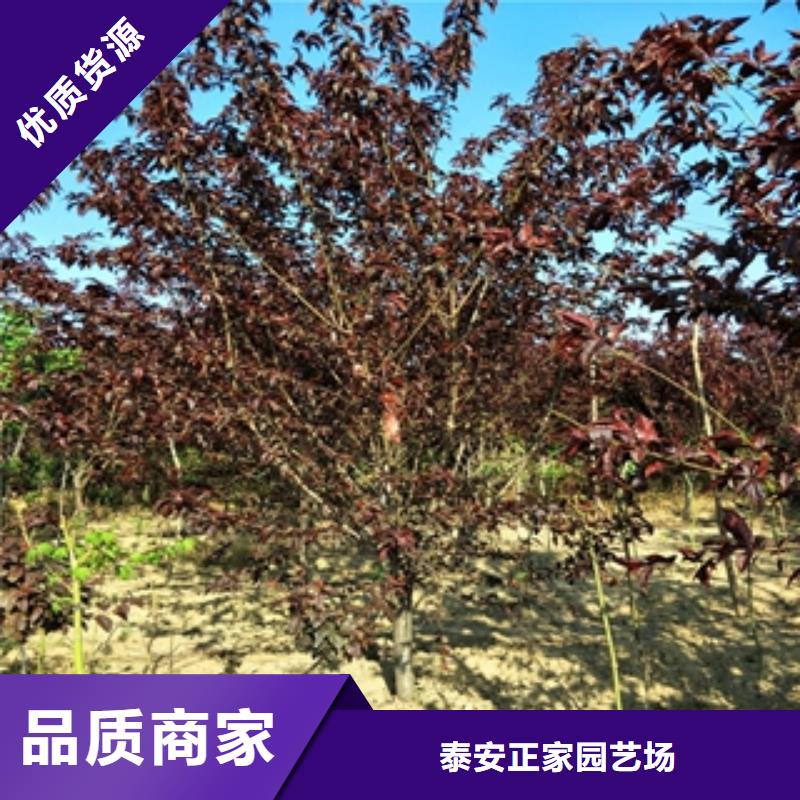 【桃樹】占地果樹廠家