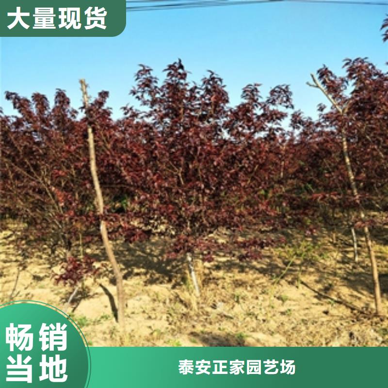 桃樹藍莓苗實體誠信經營