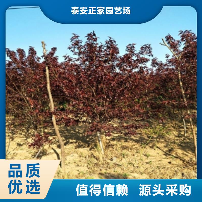 桃樹綠化樹綠化工程自有生產(chǎn)工廠