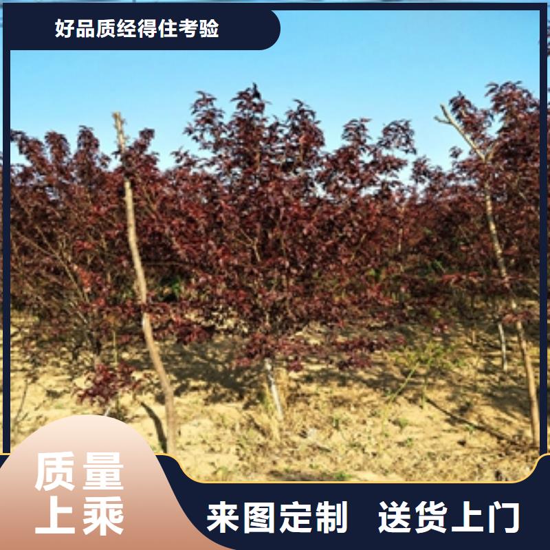 桃树绿化树绿化工程老客户钟爱
