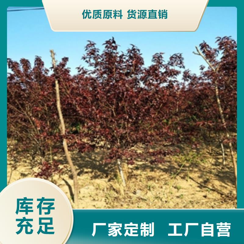 核桃苗 樱花苗 长果桑树苗视频-安徽省蚌埠市|固镇|五河|巢湖|宣城|六安|黄山|亳州|池州核桃苗 樱花苗 长果桑树苗-正家