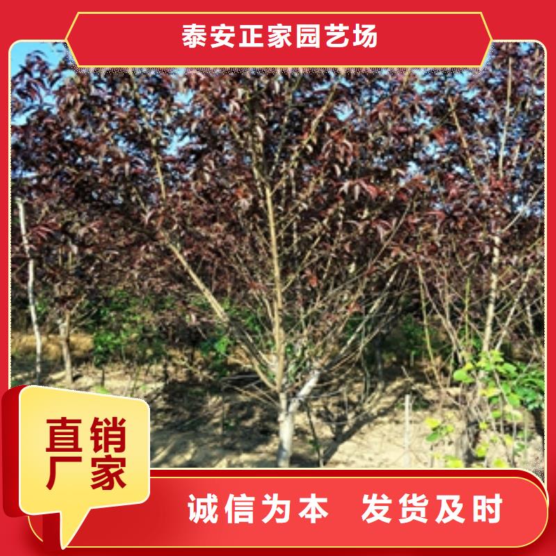 桃樹,【核桃苗櫻花苗長果桑樹苗】出貨快