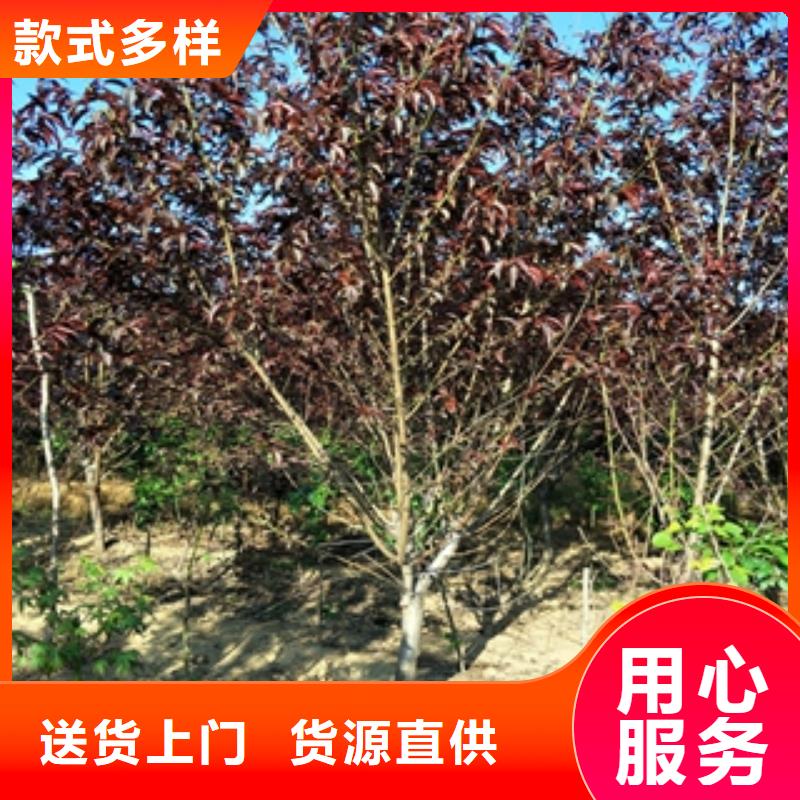 蚌山|淮上|合肥|安庆|芜湖|黄山|淮北【桃树】-钙果苗专注细节更放心-正家