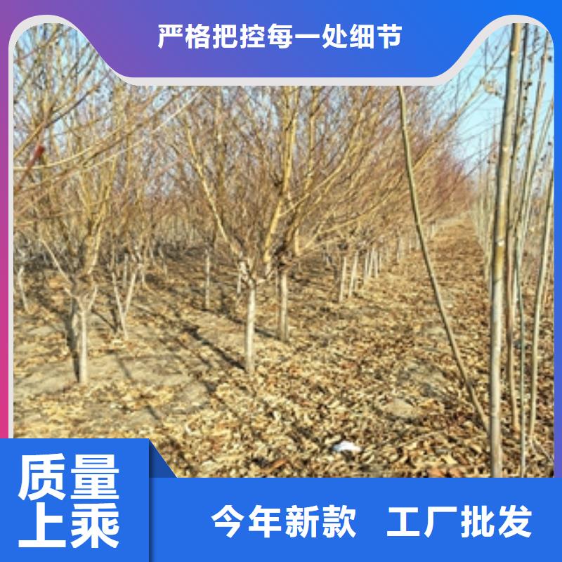 桃樹,占地果樹產(chǎn)地廠家直銷