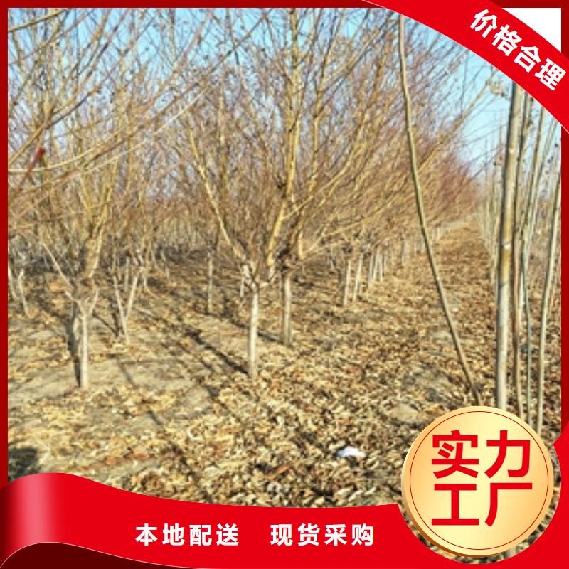核桃苗 樱花苗 长果桑树苗视频-舟山|杭州|绍兴|衢州|温州|台州|金华核桃苗 樱花苗 长果桑树苗厂家十分靠谱-正家园艺场(浙江省分公司)