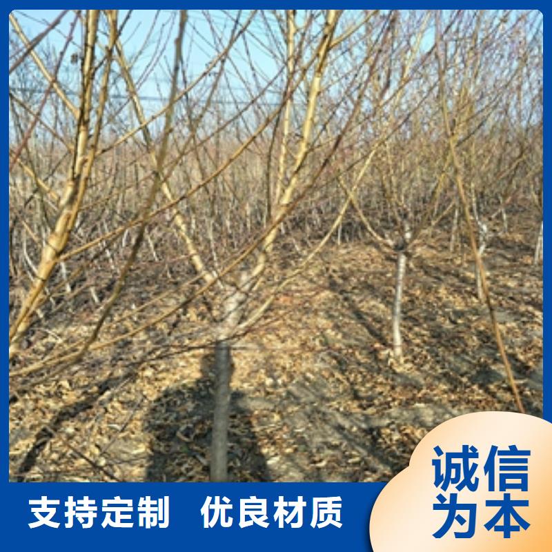 桃樹櫻桃苗品質做服務
