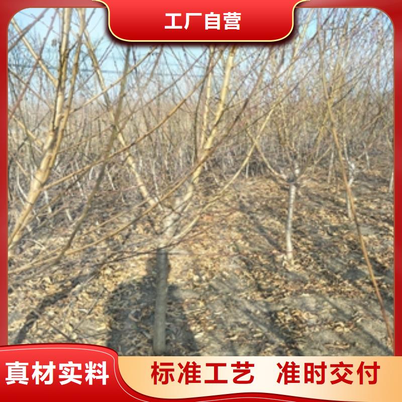 桃樹藍莓苗多種工藝