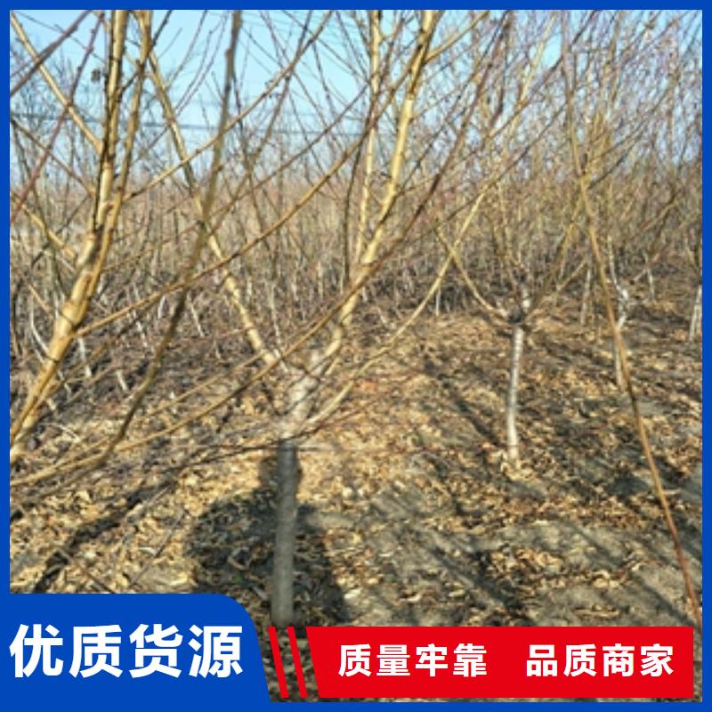 桃樹國槐廠家自營