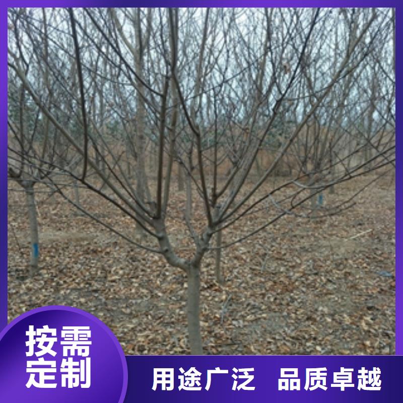 【桃樹藍莓苗源廠直銷】