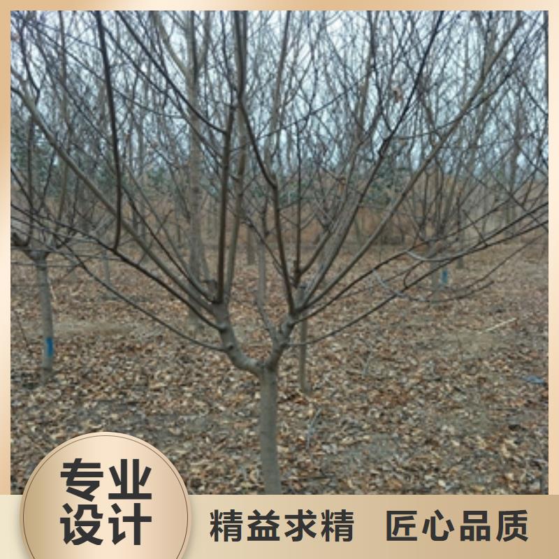 【桃樹_泰山景松造型景松細節嚴格凸顯品質】
