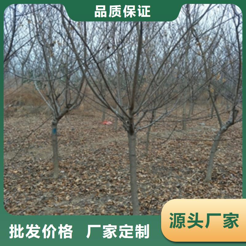 【桃樹占地果樹產地采購】