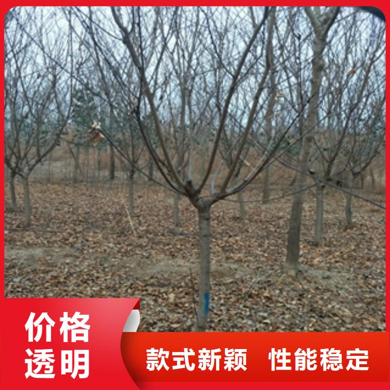 核桃苗 樱花苗 长果桑树苗视频-安徽省蚌埠市|固镇|五河|巢湖|宣城|六安|黄山|亳州|池州核桃苗 樱花苗 长果桑树苗-正家