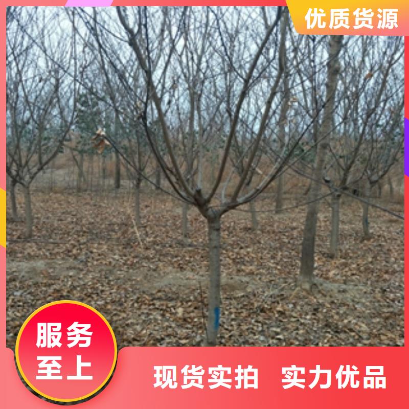 桃樹核桃苗櫻花苗長果桑樹苗一致好評產(chǎn)品