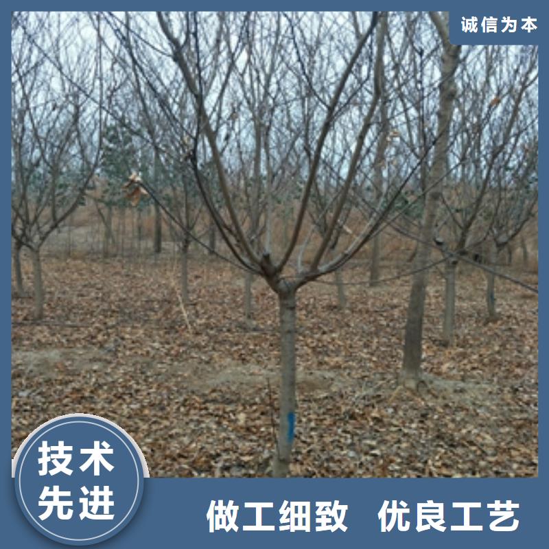 桃樹藍莓苗實體誠信經營