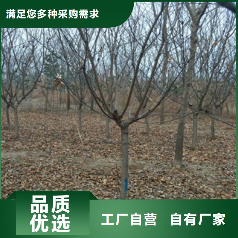 桃樹綠化樹綠化工程自主研發