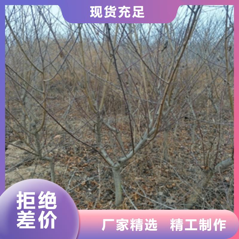 【桃樹】泰山景松造型景松對質量負責