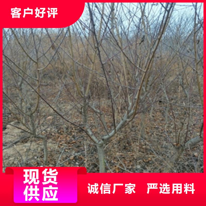 桃樹櫻桃苗品質(zhì)做服務(wù)