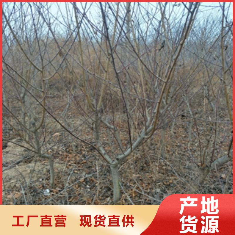 桃樹,【核桃苗櫻花苗長果桑樹苗】出貨快