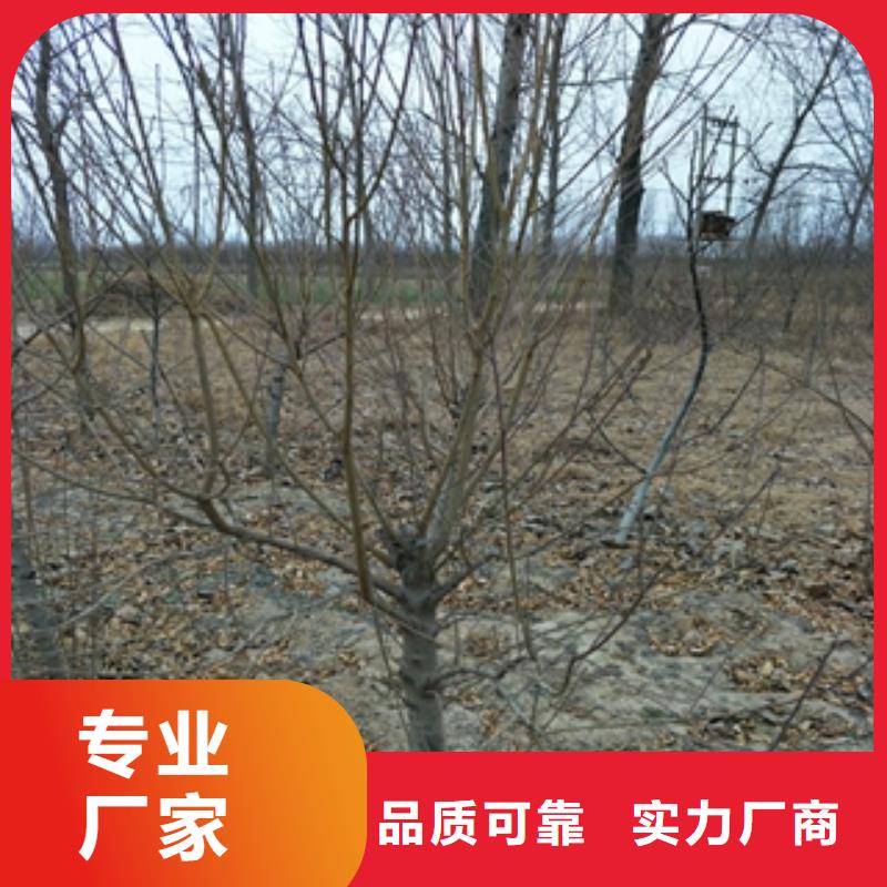 核桃苗 樱花苗 长果桑树苗视频-核桃苗 樱花苗 长果桑树苗|辽宁省沈阳市|铁西|苏家屯|抚顺|盘锦|本溪|鞍山|铁岭
