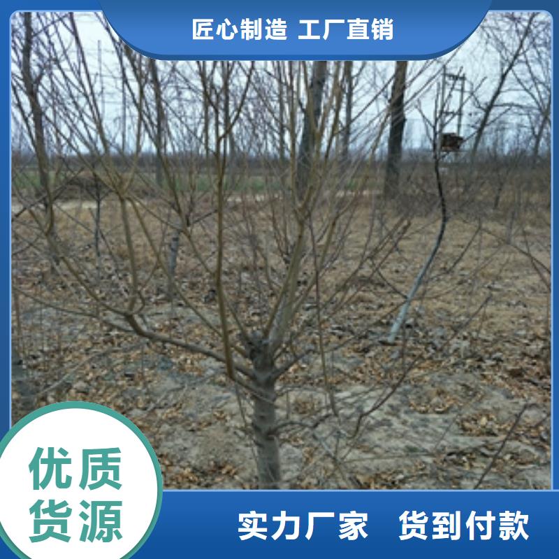 桃樹核桃苗櫻花苗長果桑樹苗一致好評產(chǎn)品