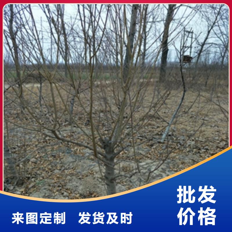 桃树泰山景松造型景松专注细节使用放心