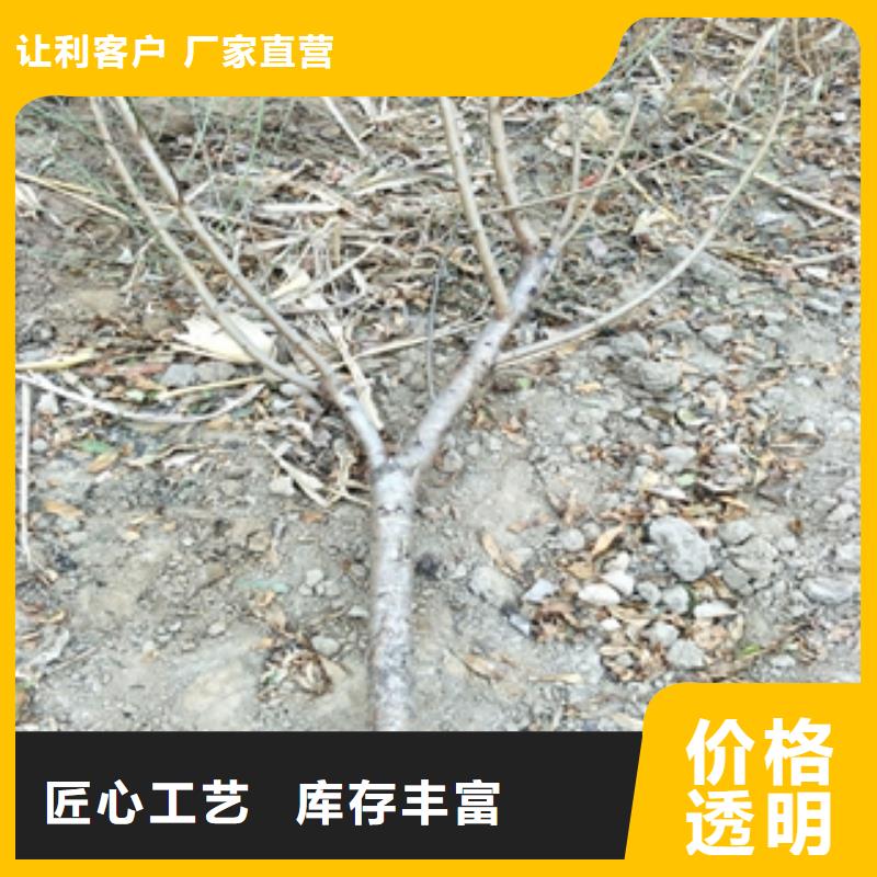 桃樹【泰山景松造型景松】源頭廠家經驗豐富