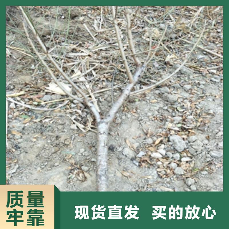 蚌山|淮上|合肥|安庆|芜湖|黄山|淮北【桃树】-钙果苗专注细节更放心-正家