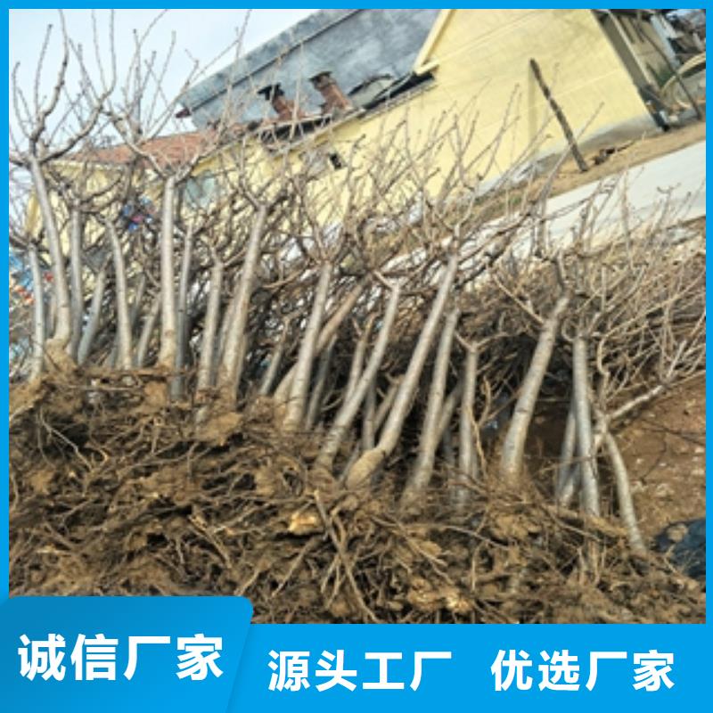 桃樹(shù)-藍(lán)莓苗快速物流發(fā)貨