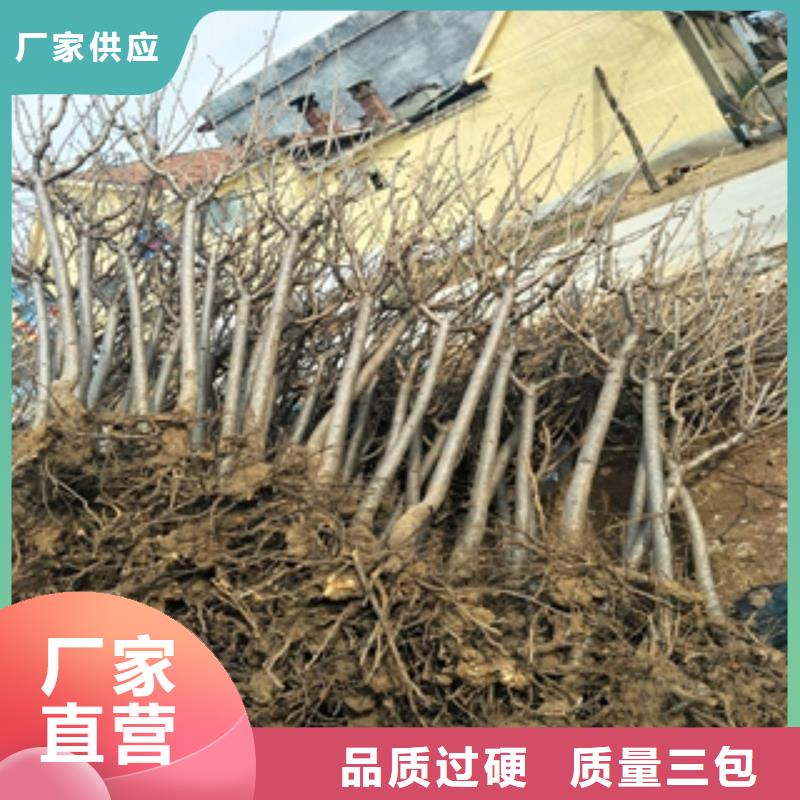 【桃樹占地果樹產地采購】