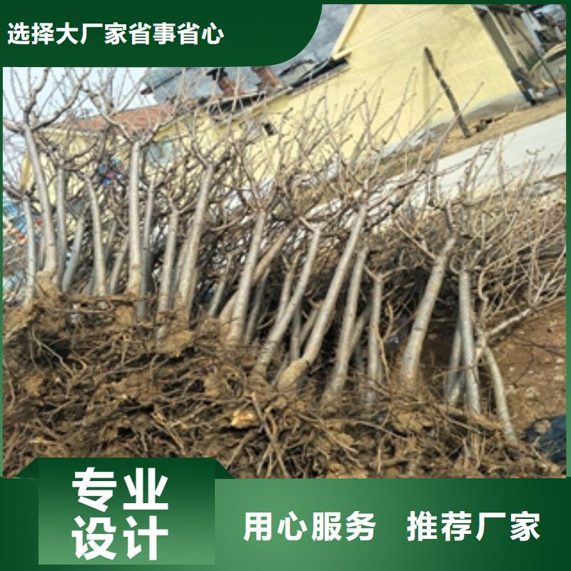 桃树泰山景松造型景松型号全价格低