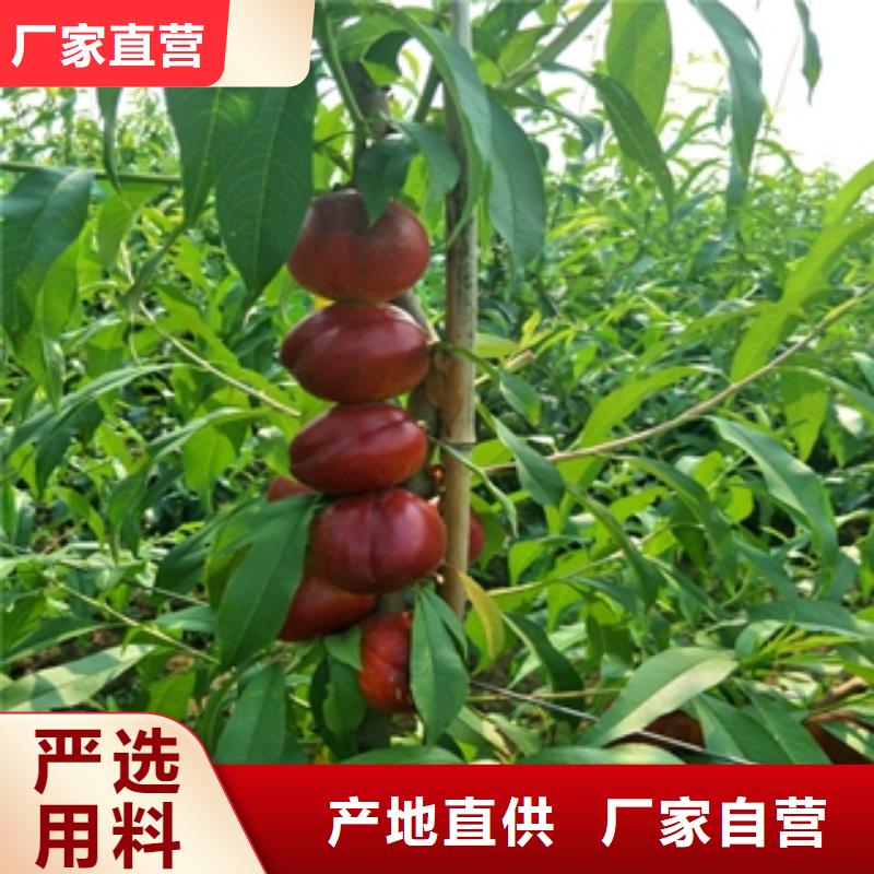 核桃苗 樱花苗 长果桑树苗视频-安徽省蚌埠市|固镇|五河|巢湖|宣城|六安|黄山|亳州|池州核桃苗 樱花苗 长果桑树苗-正家